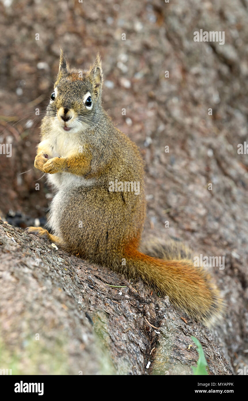 Un'immagine verticale di un selvaggio scoiattolo rosso 'Tamiasciurus hudsonicus"; sul tronco di un albero con una bella espressione sul suo volto, vicino a Hinton Alberta. Foto Stock