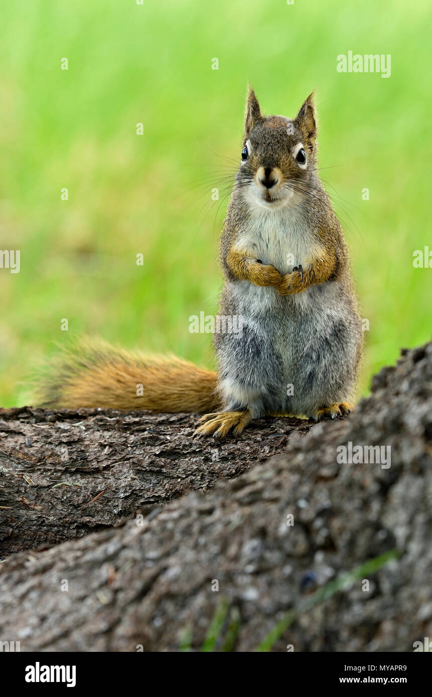 Un'immagine verticale di un selvaggio scoiattolo rosso 'Tamiasciurus hudsonicus"; in piedi su un tronco di albero con una bella espressione sul suo volto, vicino a Hinton Alberta. Foto Stock