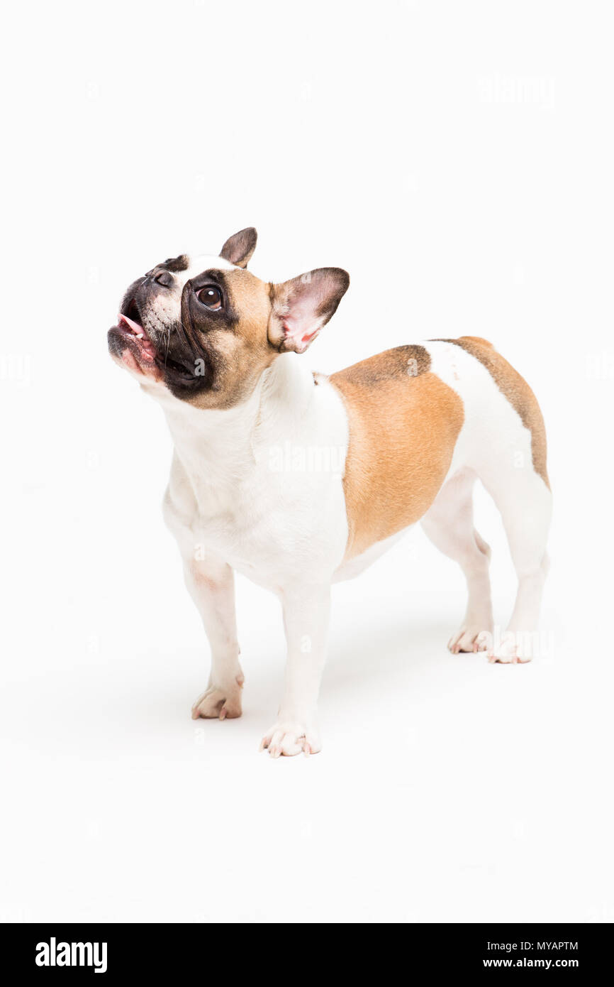Ritratto di un bulldog francese su uno sfondo bianco. allegro piccolo cane con un divertente volto Foto Stock