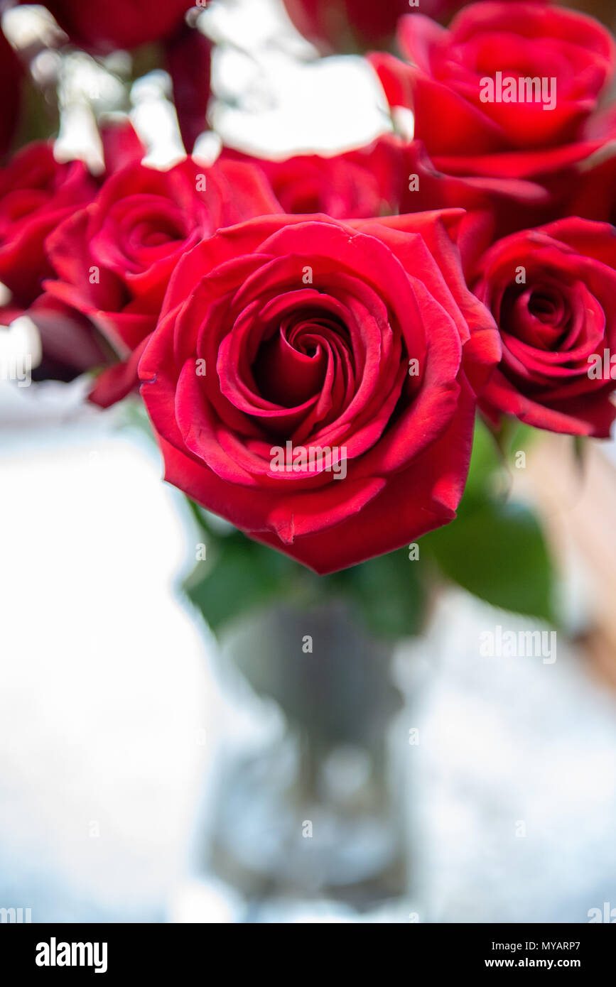 Rose rosse fantastica luce - Anniversario roses nella finestra di baia closeup. Valentines, matrimoni, anniversari fiori. Elegante e vibrante con la luce del mattino. Foto Stock