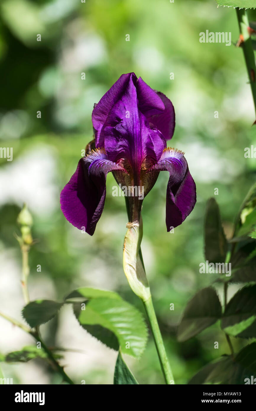 Fiore di velluto di porpora iris (Meskalero Chif) Foto Stock