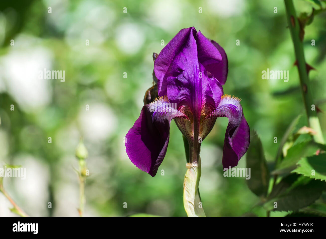 Fiore di velluto di porpora iris (Meskalero Chif) Foto Stock