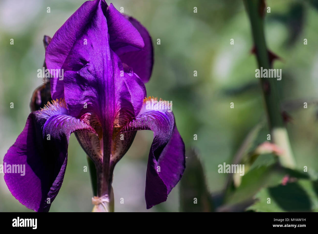 Fiore di velluto di porpora iris (Meskalero Chif) Foto Stock