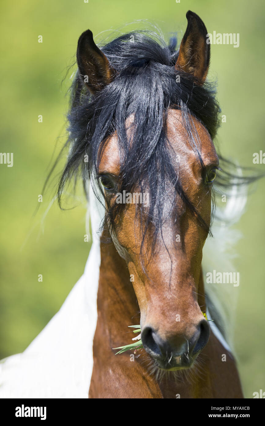 Paso Fino. Ritratto di skewbald stallone. Germania Foto Stock