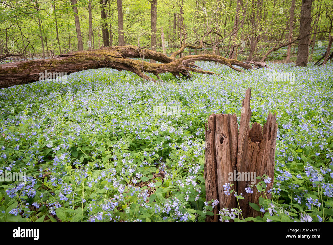 Virginia bluebells Tappeto pavimento di foresta all'altezza della nuova stagione primaverile. Foto Stock