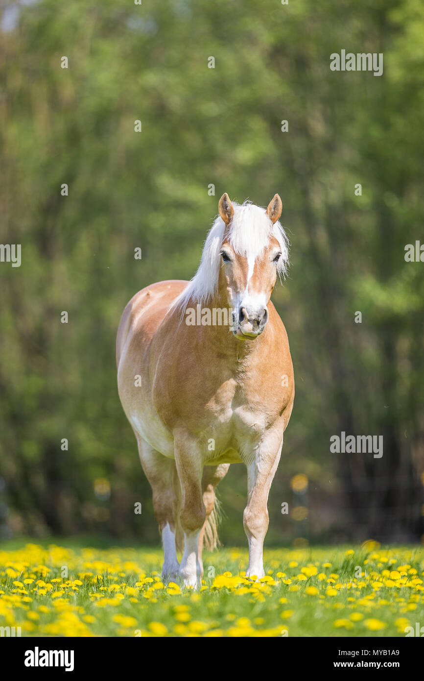 Cavalli di Razza Haflinger. Il sovrappeso castrazione in piedi su un pascolo in primavera. Germania Foto Stock