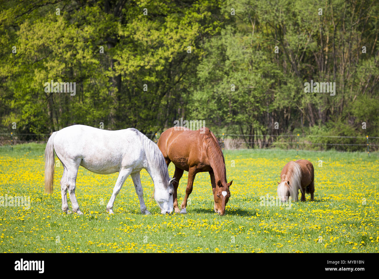Il tedesco cavalcare pony. Boschi di castagno e di grigio pascolo per adulti su un pascolo, insieme con un pony Shetland. Germania Foto Stock