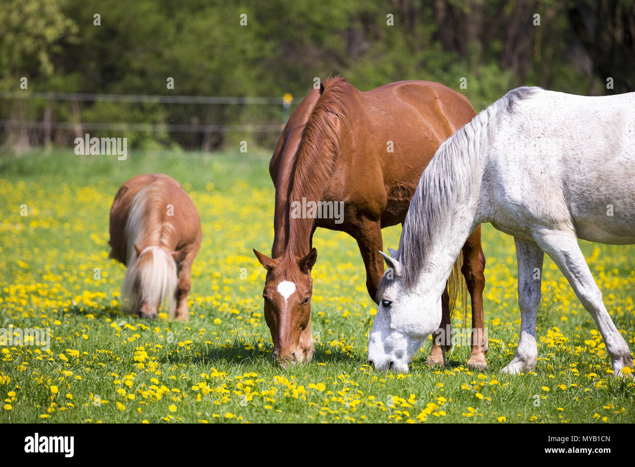 Il tedesco cavalcare pony. Boschi di castagno e di grigio pascolo per adulti su un pascolo, insieme con un pony Shetland. Germania Foto Stock