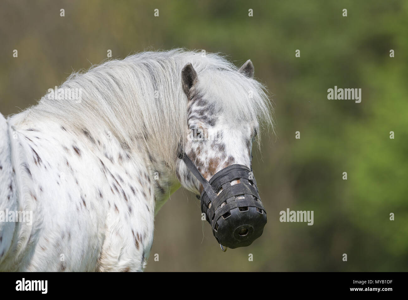 Pony Shetland. Leopard-spotted castrazione su un prato, indossando la museruola al pascolo. Germania Foto Stock