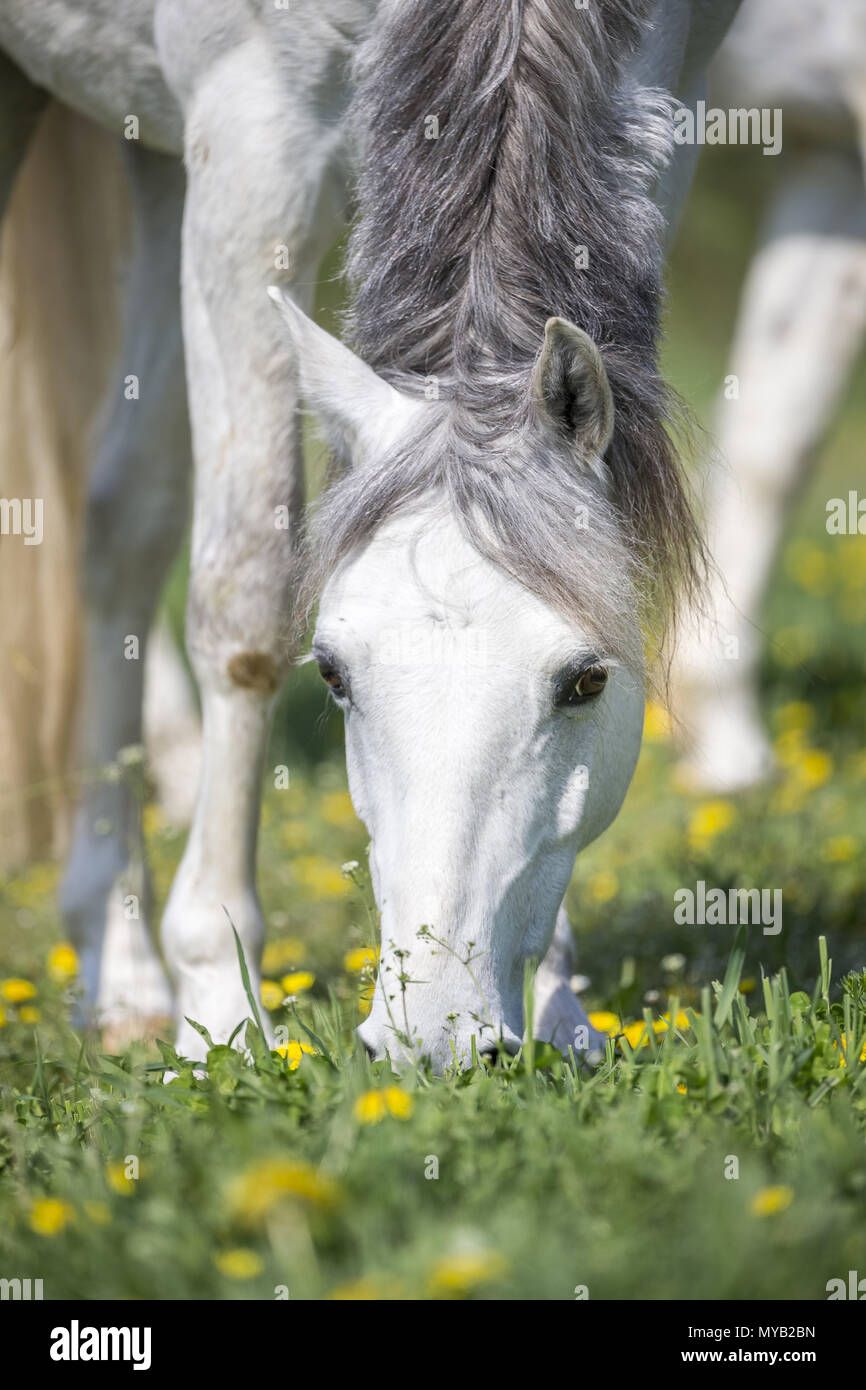 Il tedesco cavalcare pony. Ritratto di grigio castrazione di pascolo. Germania Foto Stock