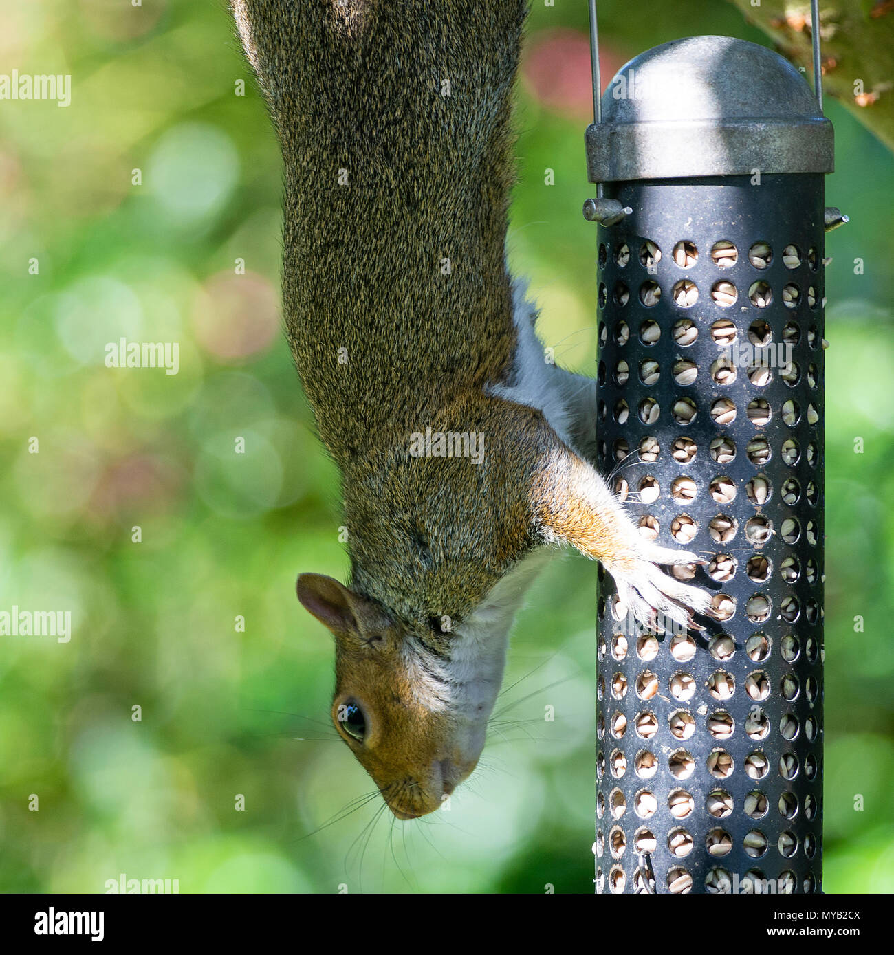 Scoiattolo grigio aggrappato a un Bird Feeder mangiare semi di girasole cuori pendenti da un albero ciliegio in un giardino in Alsager Cheshire England Regno Unito Regno Unito Foto Stock