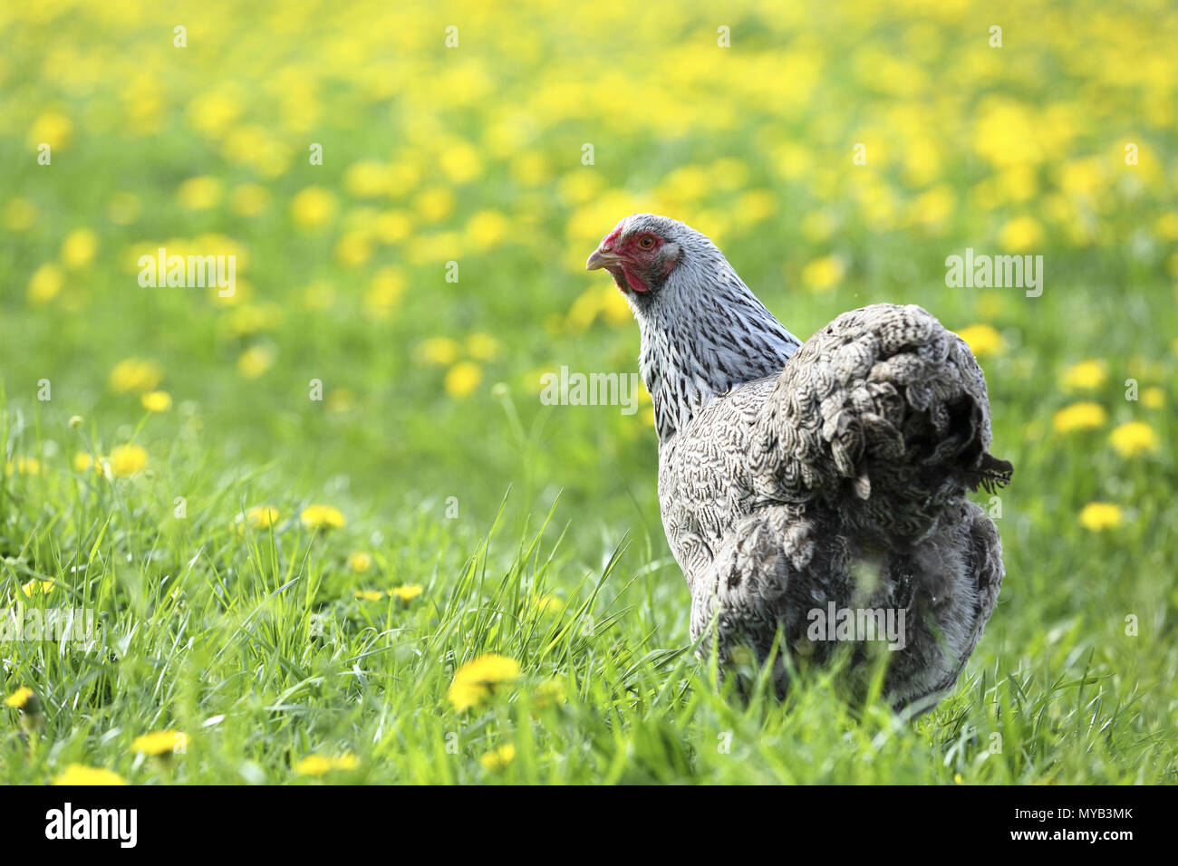 Pollo domestico, razza: Wyandotte. Hen in un prato con fiori di tarassaco. Germania Foto Stock