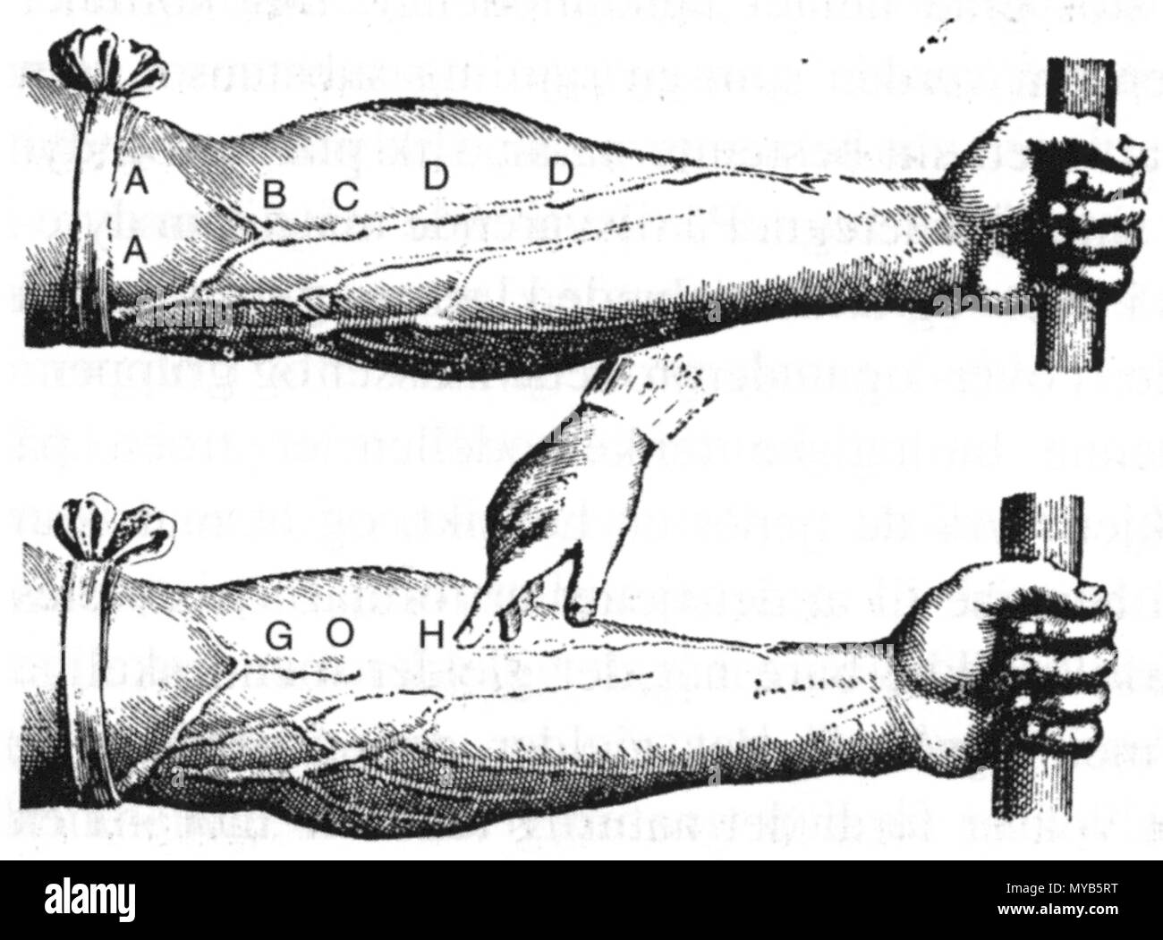 . Schema di vasi sanguigni in braccio umano. Pittore e data di realizzazione non dato.. Unknown 77 vasi sanguigni nel braccio umano Foto Stock
