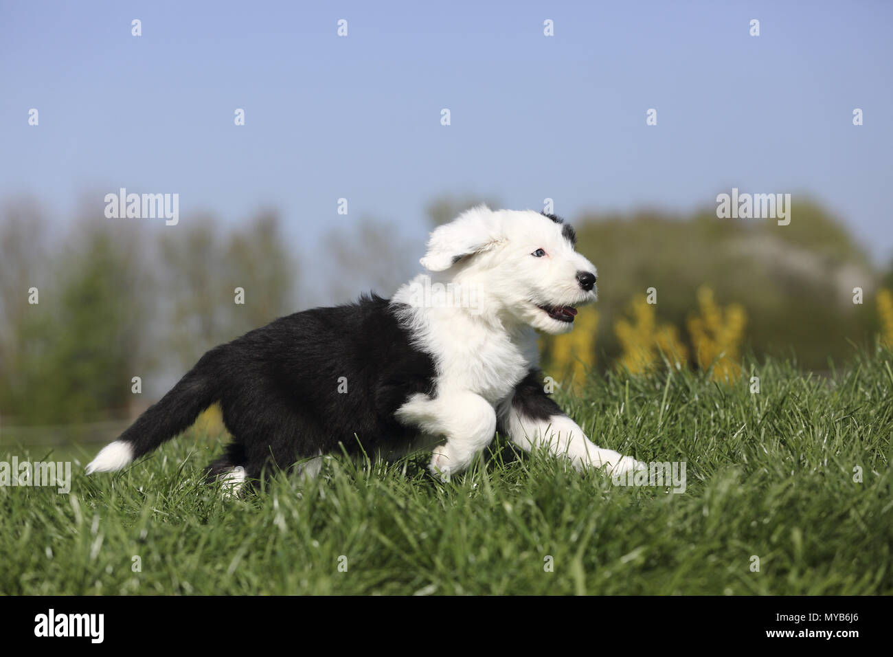 Old English Sheepdog. Puppy in esecuzione su un prato. Germania Foto Stock