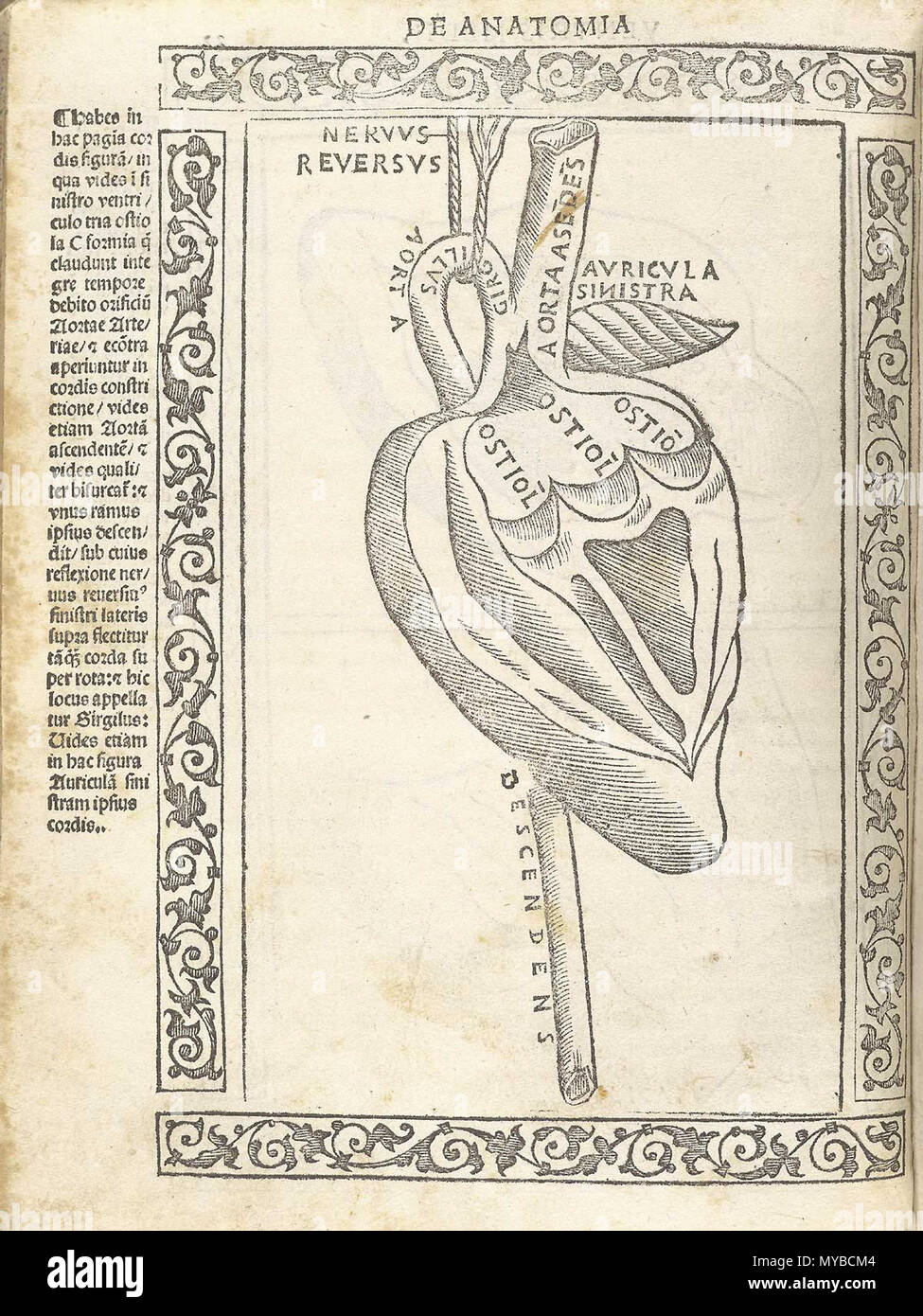 . Inglese: Berengario da Carpi, Jacopo. Isagogae breues, perlucidae ac uberrimae, in anatomiam humani corporis un communi medicorum academia usitatam. (Bologna: Beneditcus Hector, 1523). Jacopo Berengario da Carpi, noto anche come Jacobus Berengario Carpensis, Jacopo Barigazzi, o semplicemente carpo, è nato a Carpi Modena in circa 1460, figlio di un chirurgo. Mentre il giovane, egli era uno studente della stampante notato e editor, Aldus Manutius. Ha frequentato la scuola di medicina a Bologna e più successivamente ha insegnato chirurgia a Pavia, e dal 1502 al 1527 egli era sulla facoltà di Bologna a. A vari tempi, egli visse in Ferr Foto Stock