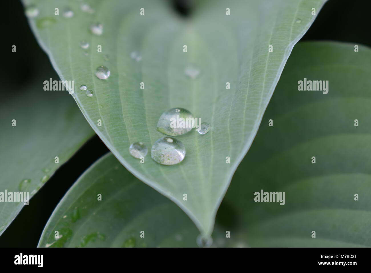 Le goccioline di acqua su una foglia al mattino presto Foto Stock