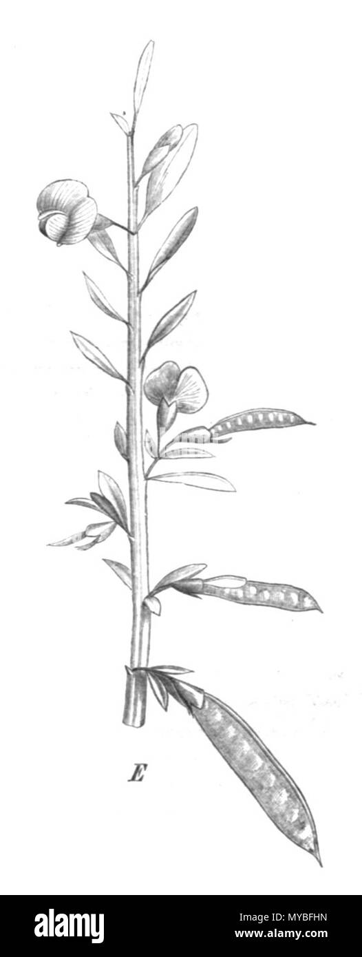 . Illustrazione dal libro . 1891. Paolo Hermann Wilhelm Taubert (1862-1897) 83 Bossiaea heterophylla Taub107c Foto Stock
