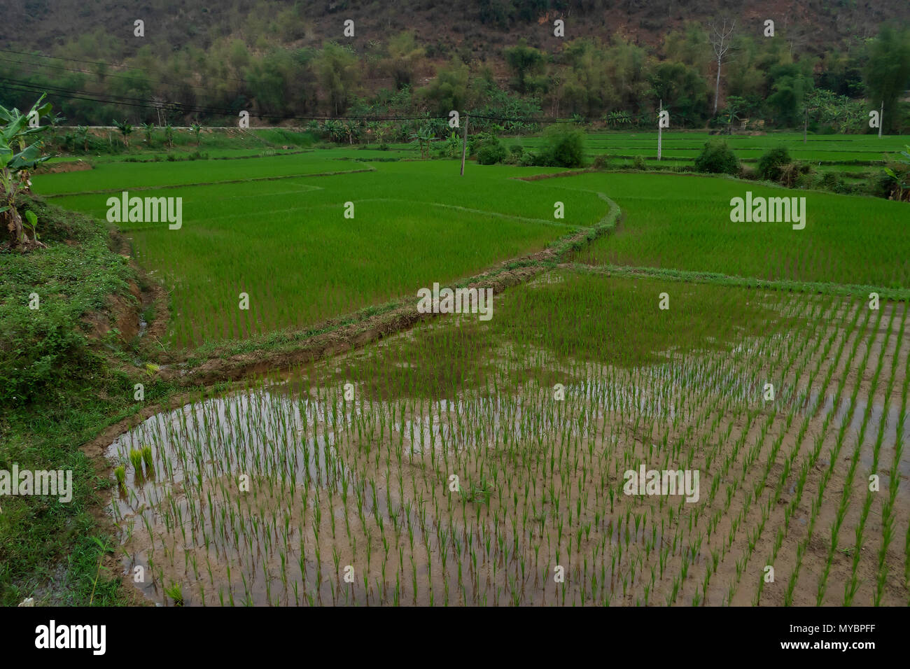 La risaia campo Foto Stock