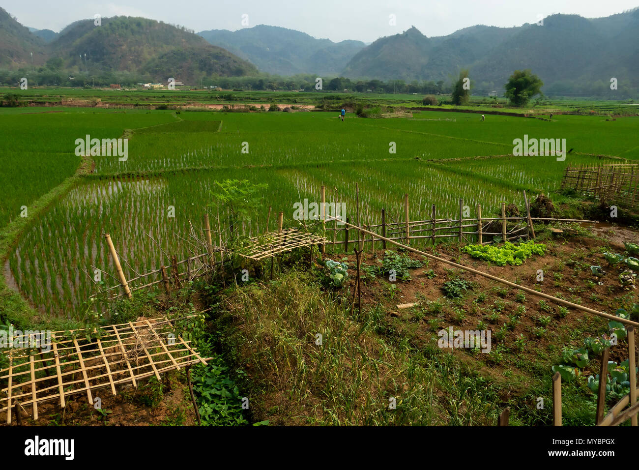 La risaia campo Foto Stock