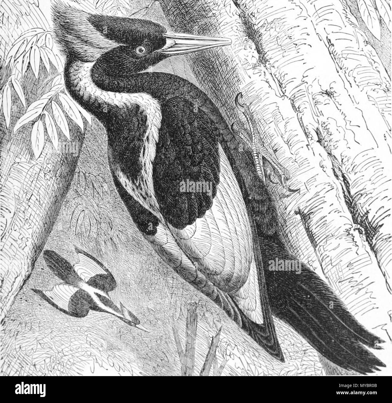 . L'avorio fatturati Picchio, Campephilus principalis, silografia o incisione . 1903 (5 o versioni precedenti). Elliott Coues (1842-1899, autore e/o artista), originariamente da Brehms Tierleben 95 Campephilus principalisAO5F391LA-frBrehm Foto Stock