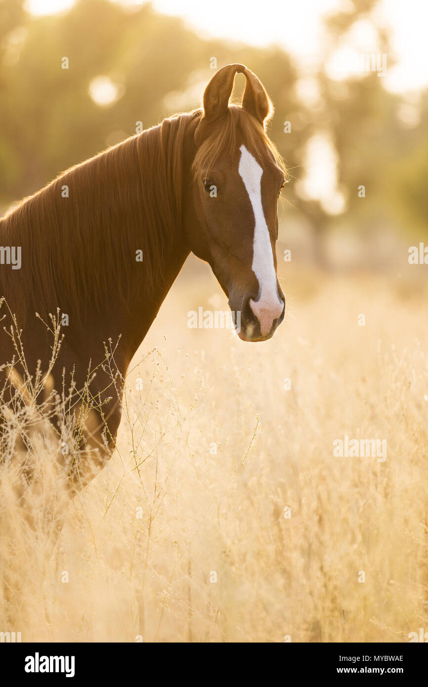Marwari Horse. Ritratto di chestnut mare, stando in piedi in erba alta. India Foto Stock