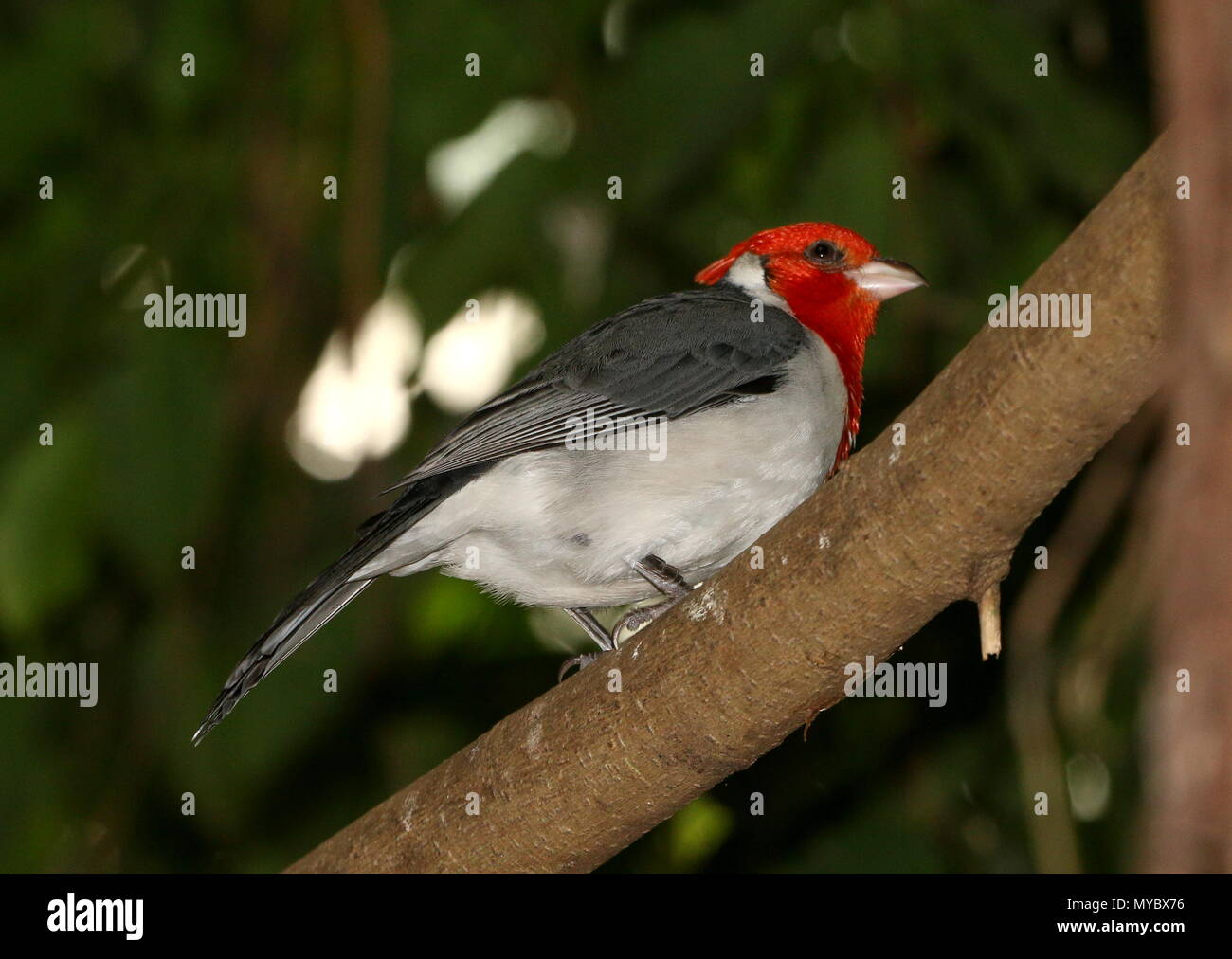 Sud America crestato rosso cardinale (Paroaria coronata ) in una struttura ad albero Foto Stock