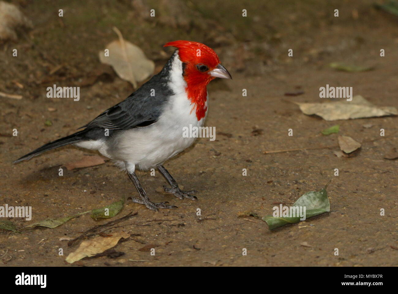 Sud America crestato rosso cardinale (Paroaria coronata) foraggio sul terreno. Foto Stock