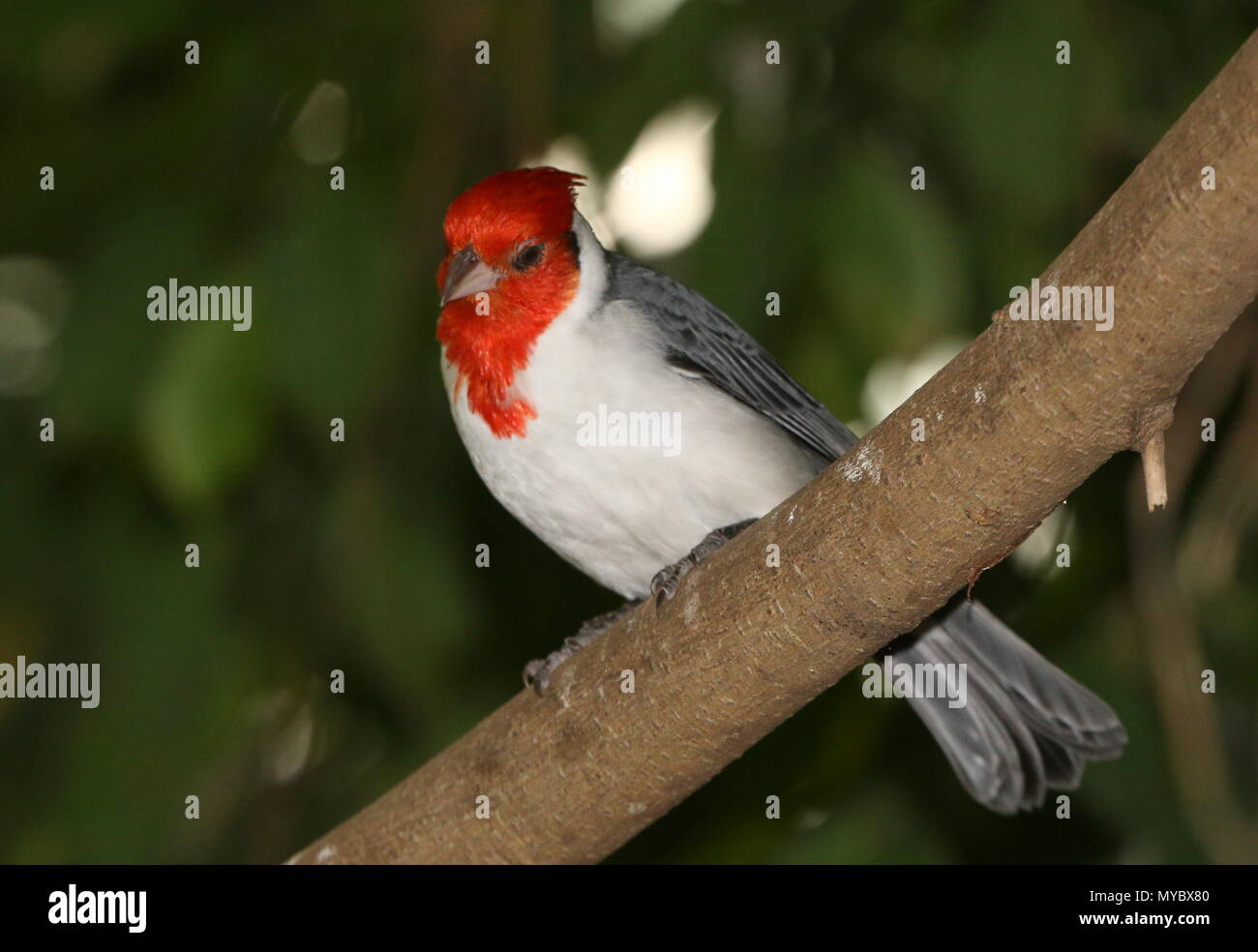 Sud America crestato rosso cardinale (Paroaria coronata ) in una struttura ad albero Foto Stock