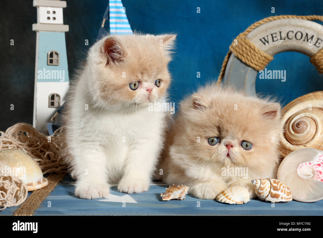 Exotic Shorthair kitten e il persiano gattino vicino insieme Foto Stock