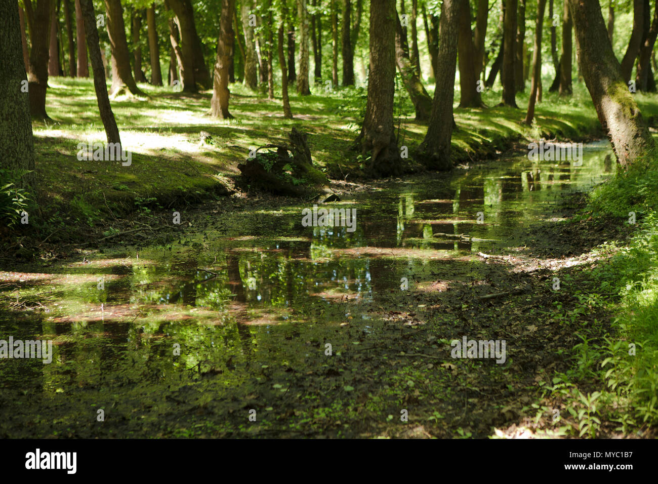 Zona umida del piccolo fiume nella foresta europea, luce di primavera Foto Stock