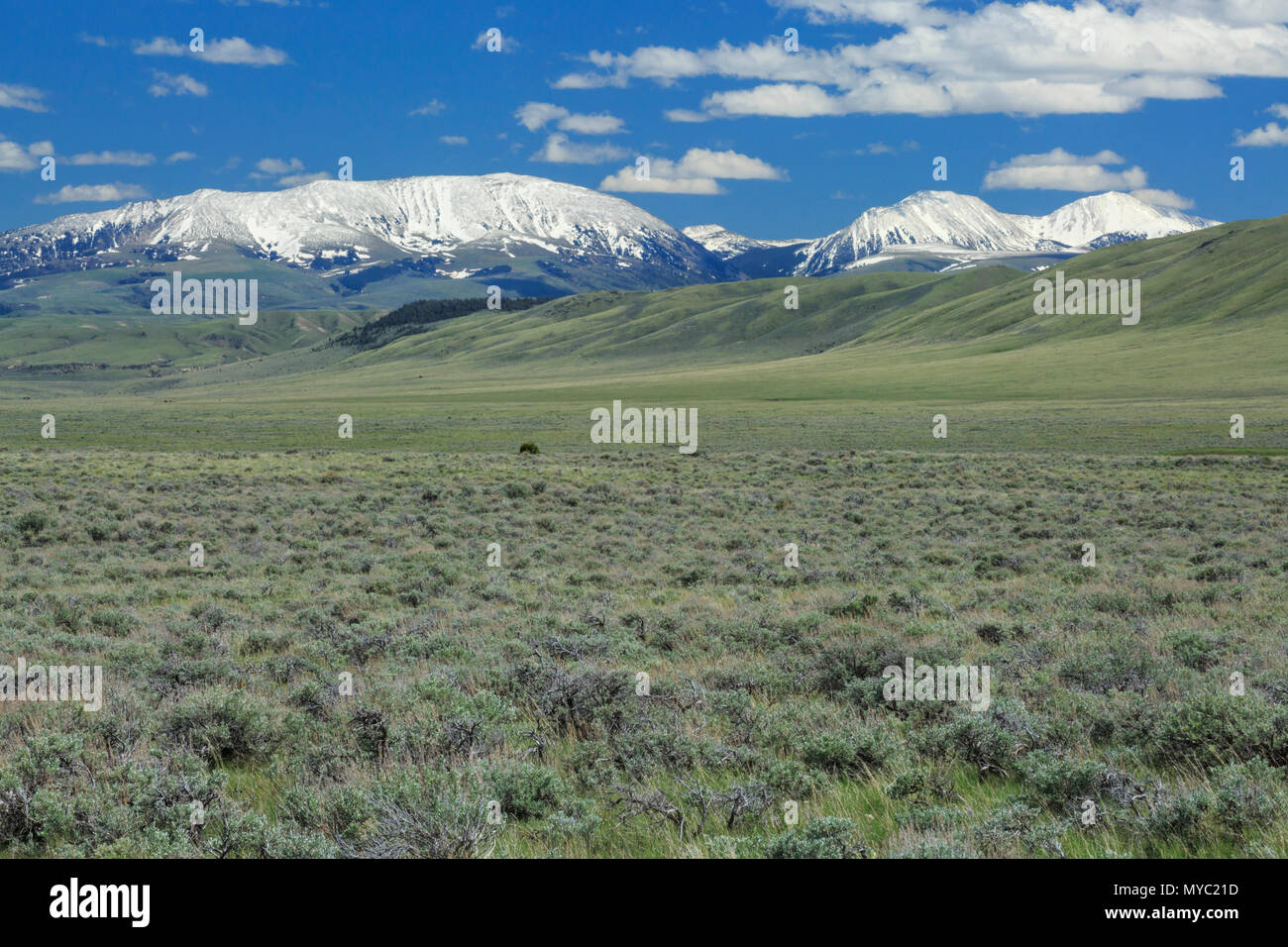 Sagebrush habitat al di sotto della gamma snowcrest vicino dillon, montana Foto Stock