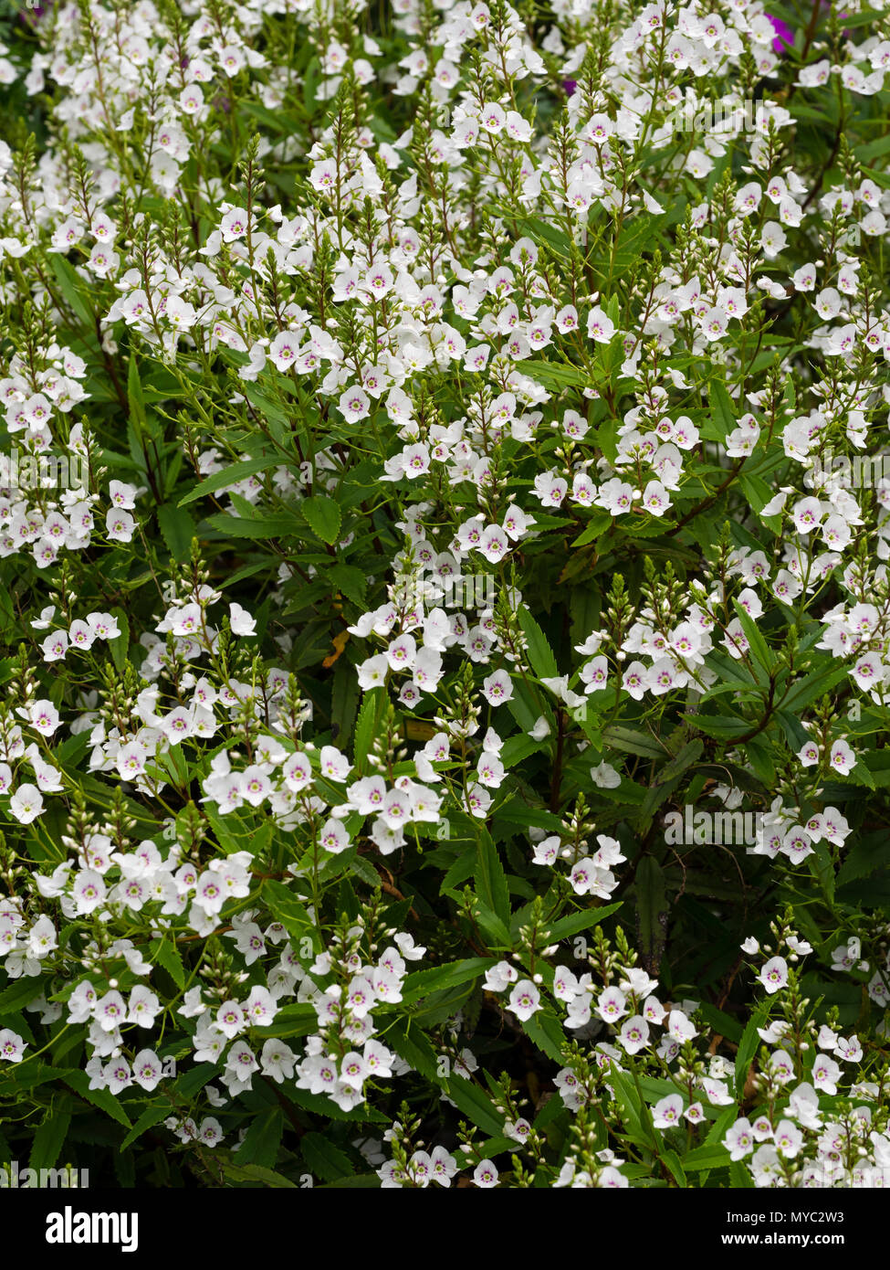 Ammassato inizio estate fiori del gelo gara evergreen sub-arbusto, Parahebe catarractae 'nuvola bianca" Foto Stock