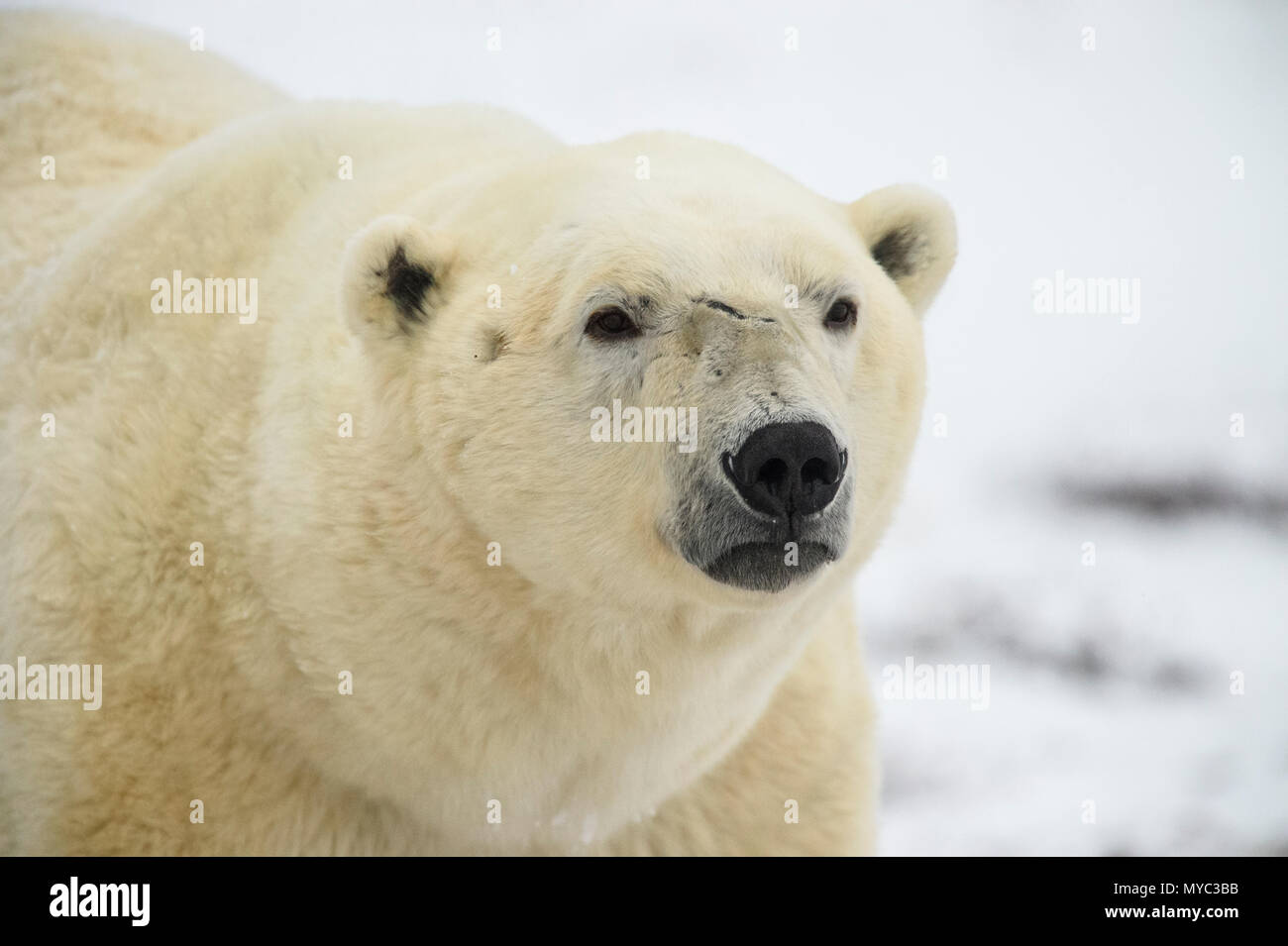 Orso polare (Ursus maritimus), Wapusk National Park, Cape Churchill, Manitoba, Canada Foto Stock