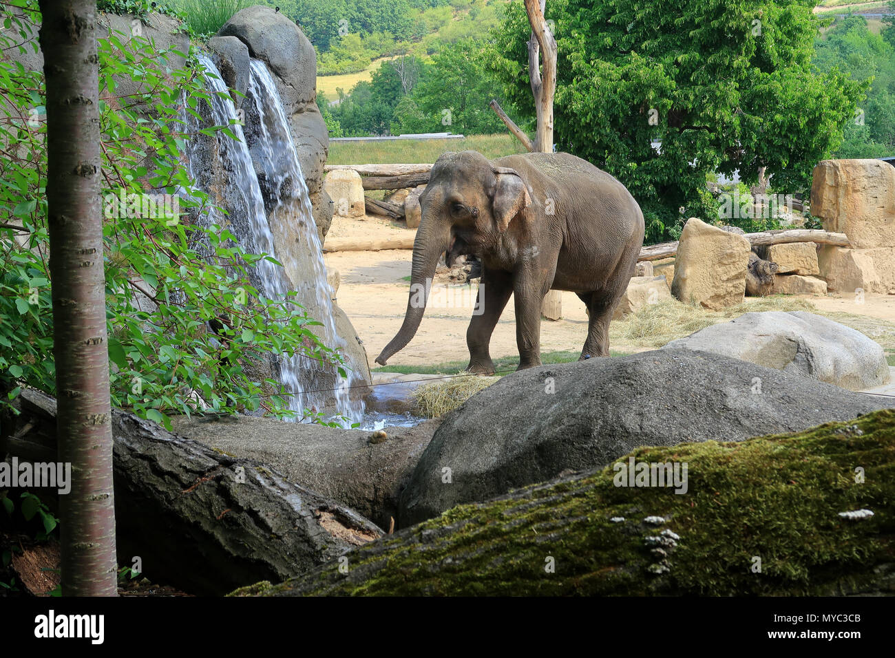 Un piccolo elefante indiano a piedi da una cascata Foto Stock