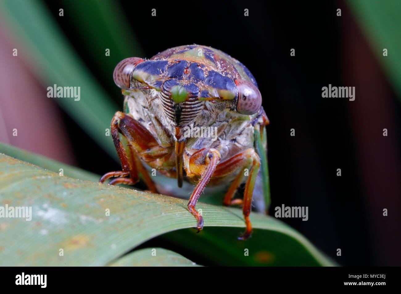 Una cicala, Neotibicen davisi, posatoi su una foglia di palmetto. Foto Stock