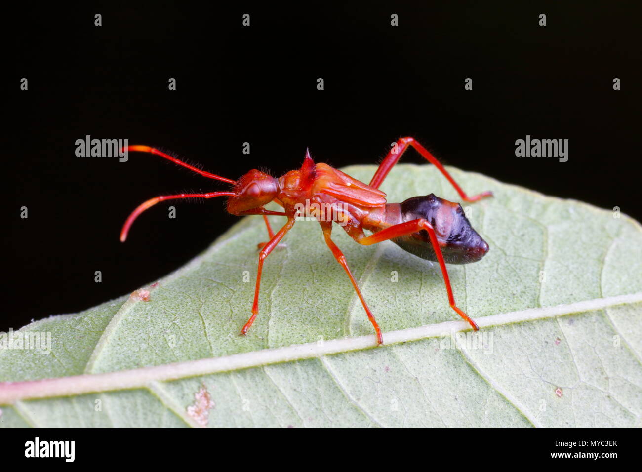 Un ampio capo-Bug, Hyalymenus longispinus, ant imita rovistando su una foglia. Foto Stock