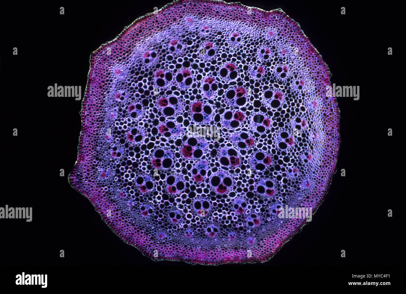 Liliopsida stelo. Sarsaparrilla Foto Stock