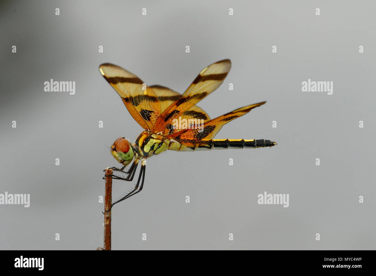 Un Halloween pennant, Celithemis eponina, a riposo su un impianto. Foto Stock