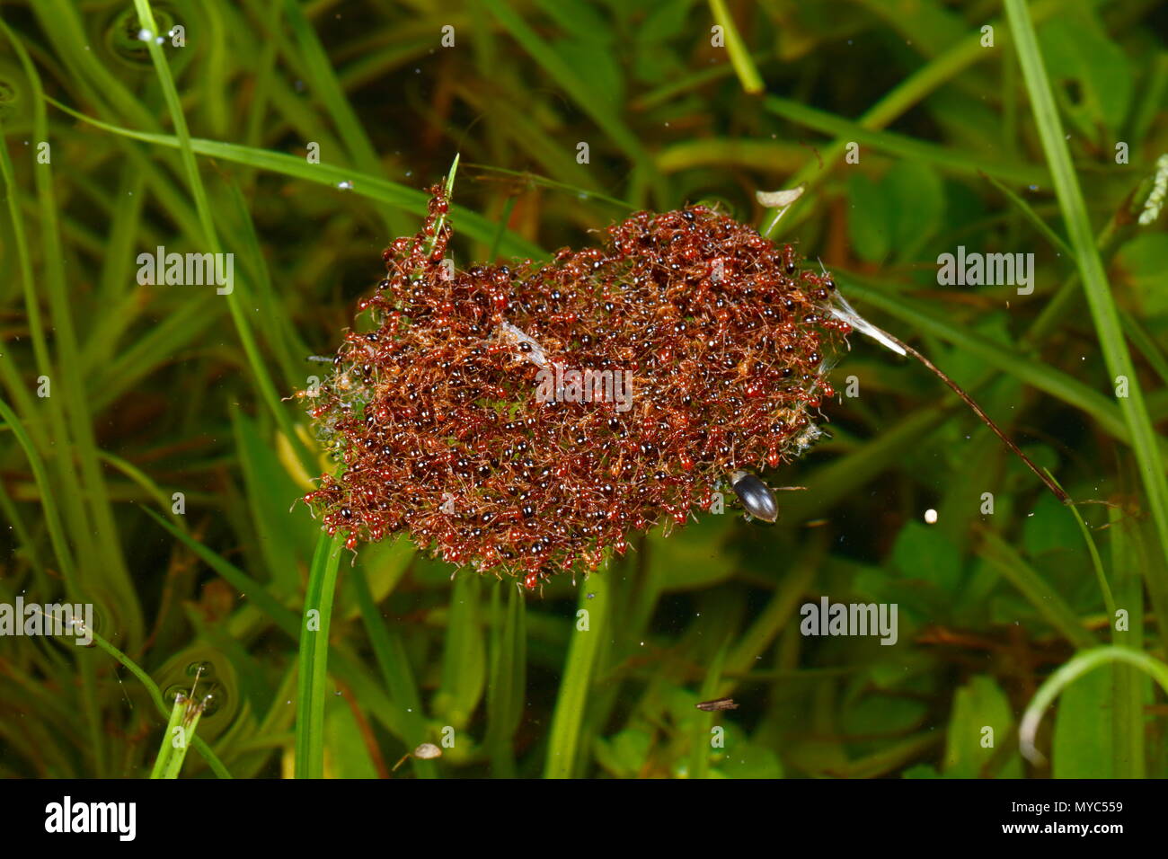 Formiche galleggianti su acqua di pioggia. Foto Stock