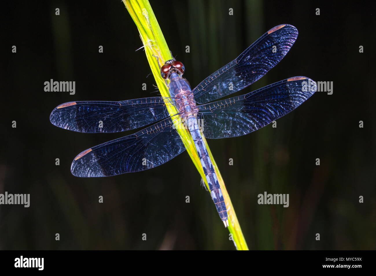 Una banda-dragonlet alato, Erythrodiplax umbrata, a riposo su un impianto. Foto Stock