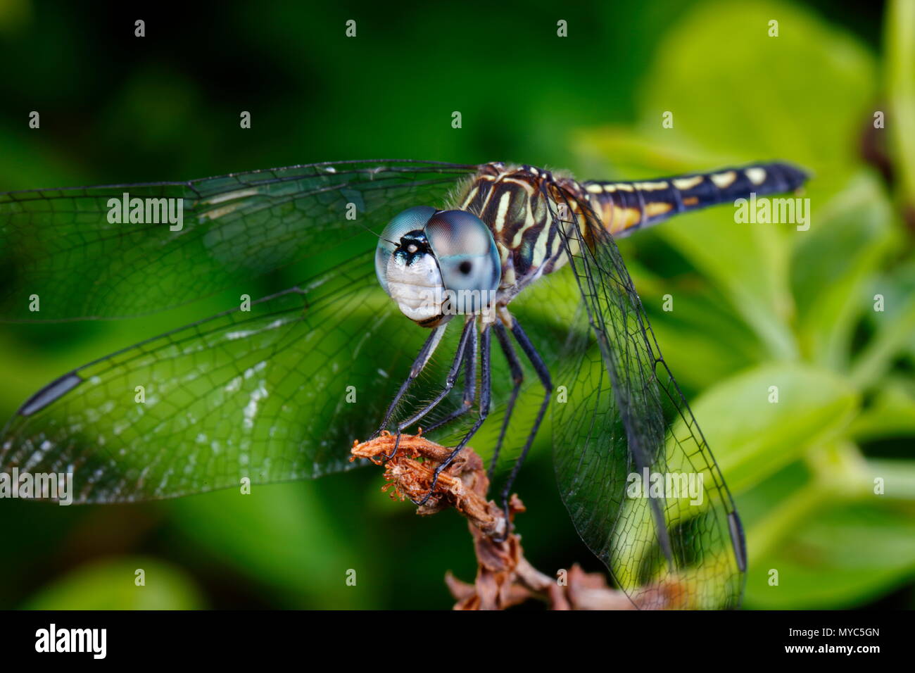 Un dasher blu, Pachydiplax longipennis, a riposo su un impianto. Foto Stock