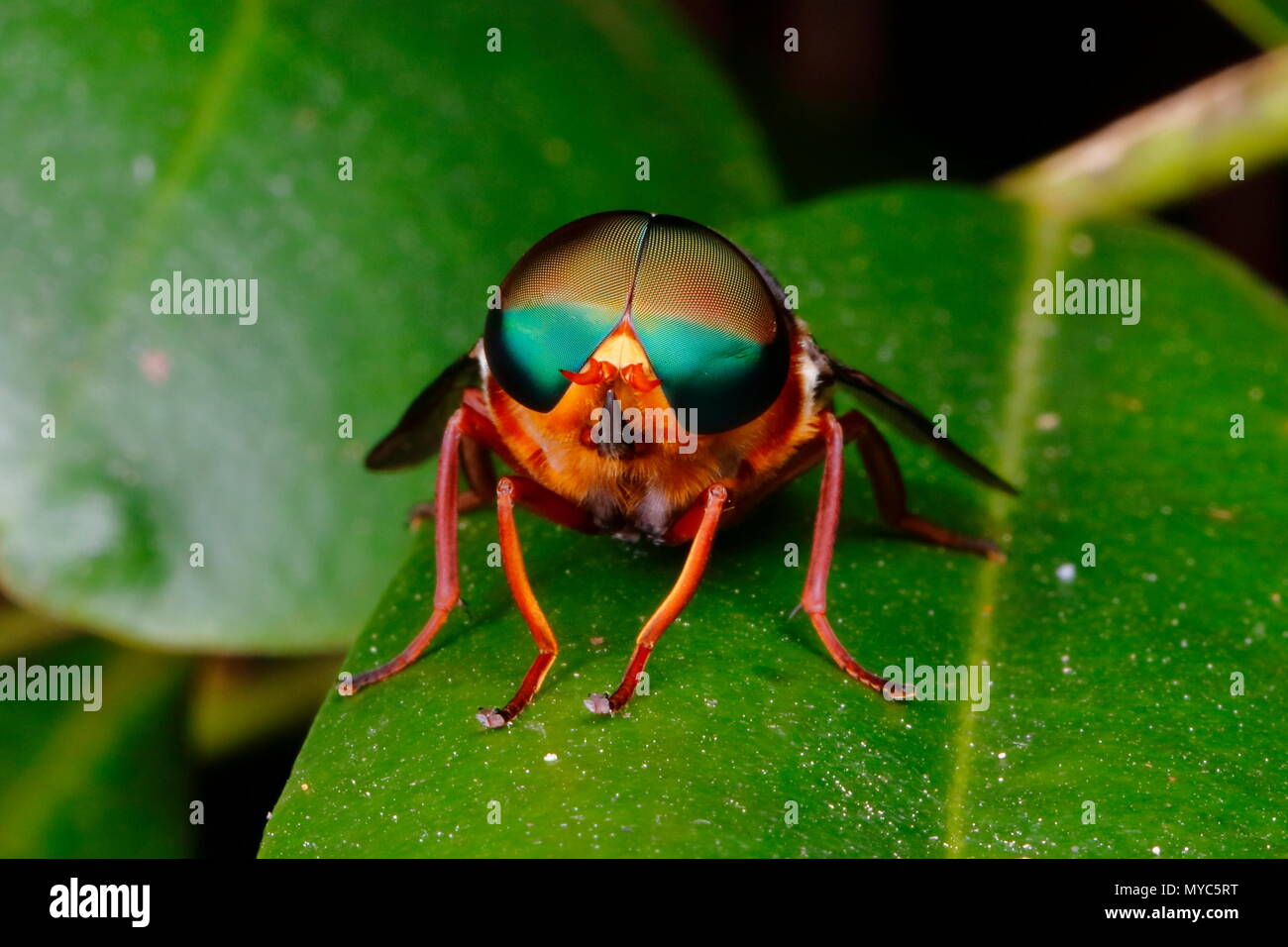 Un verde-eyed horse fly, Tabanus, appoggiato su una foglia. Foto Stock