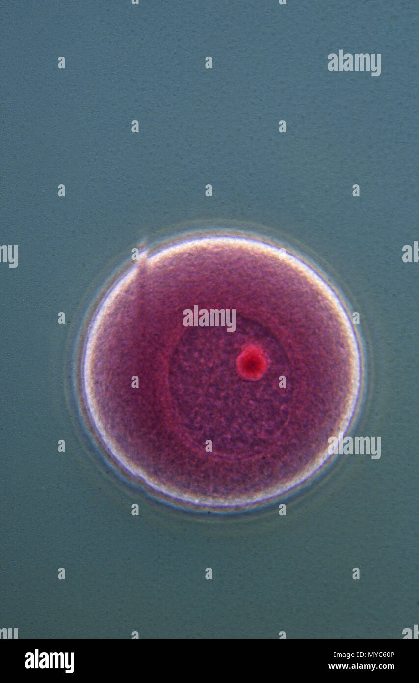 Vescicola germinale.Starfish Foto Stock