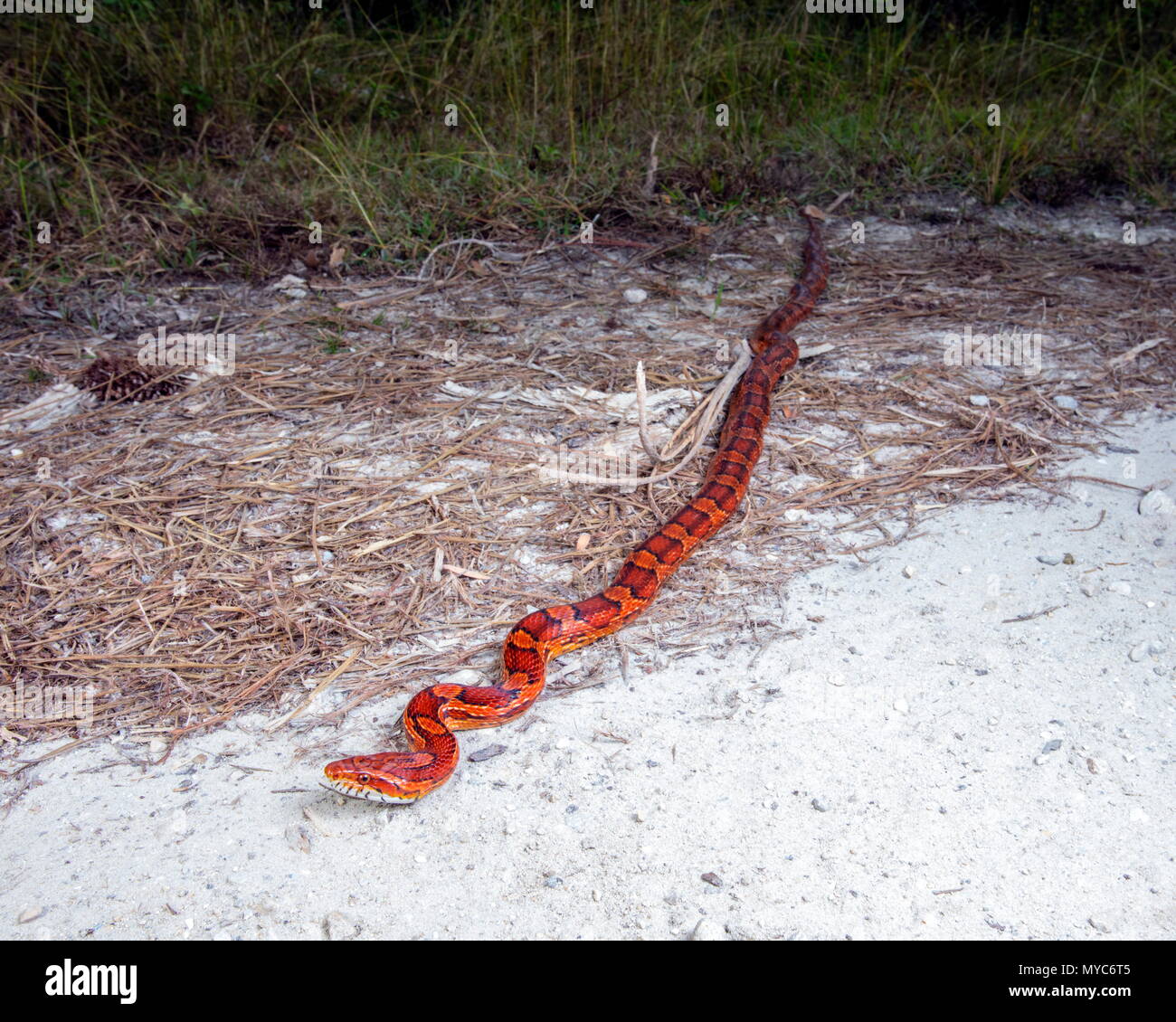 Un serpente di mais, Pantherophis guttatus, attraversando una strada di sabbia. Foto Stock