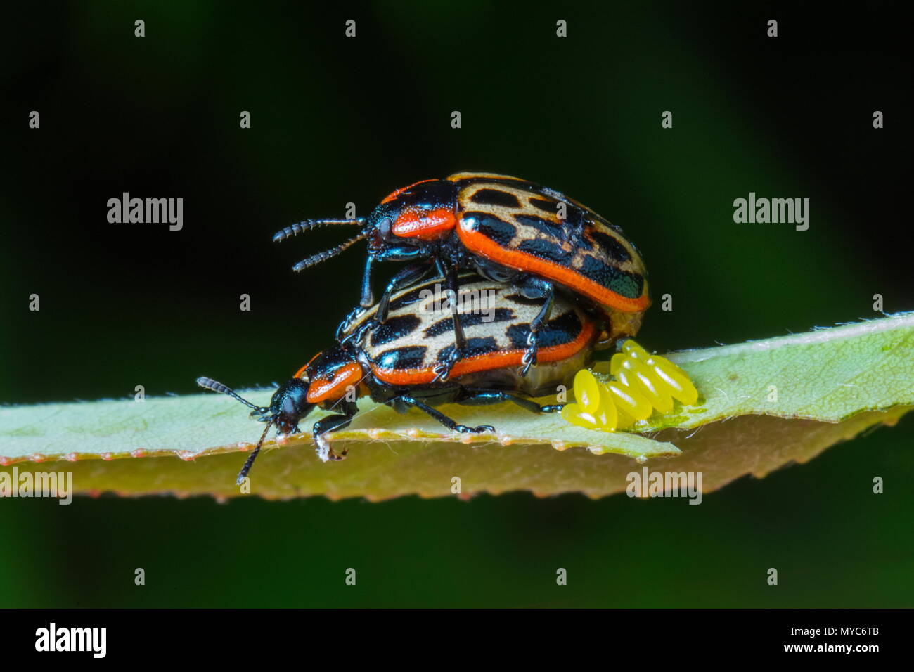 Pioppi neri americani leaf coleotteri, Chrysomela scripta Fabricius, uova e il corteggiamento a Willow. Foto Stock