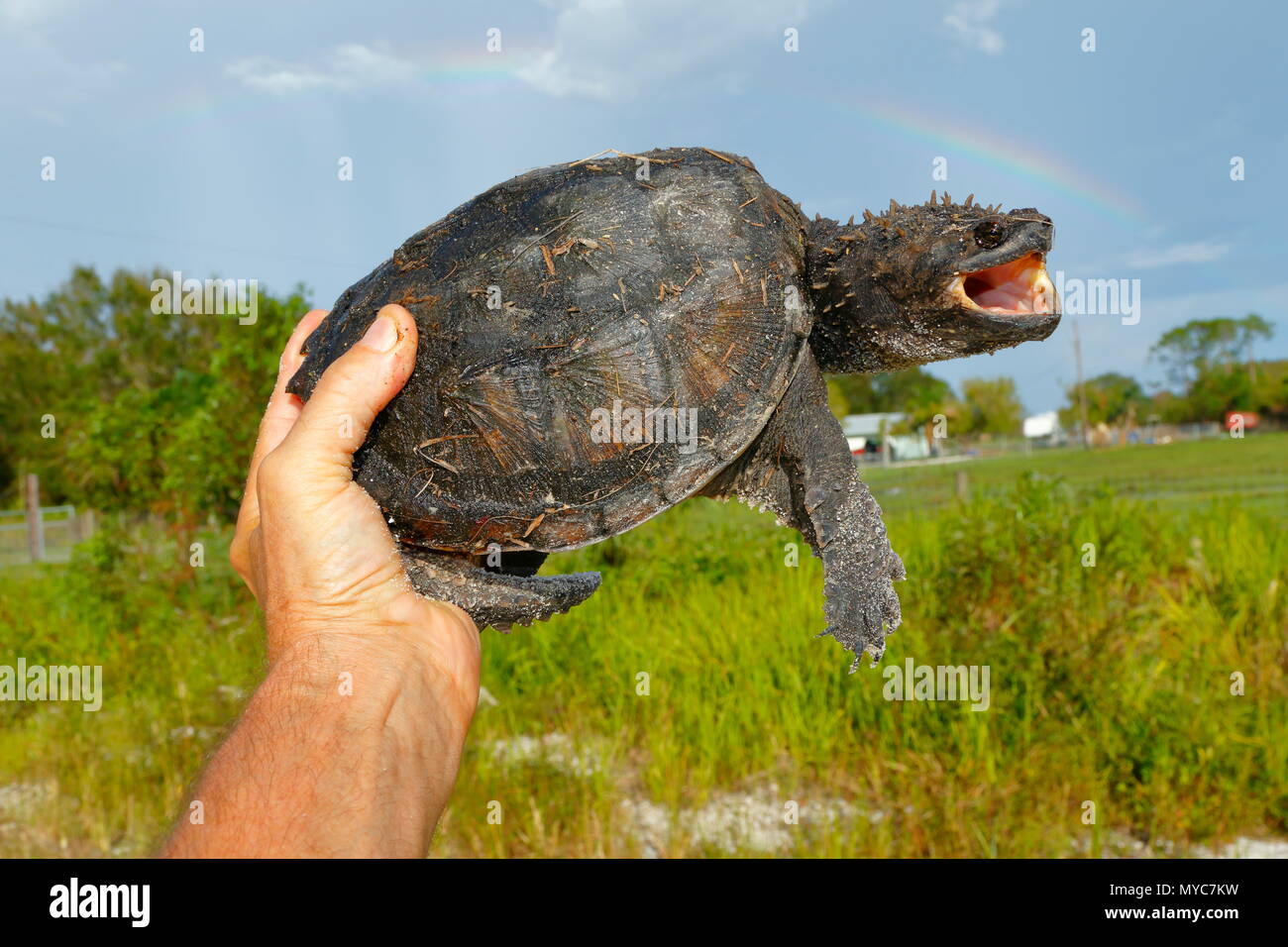 Una Florida scattare la tartaruga, Chelydra s. osceola, tenuto a mano dove si trovano su una strada. Foto Stock