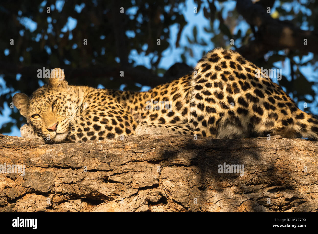 Un leopard cub in attesa di sua madre per tornare nel privato Mashatu Game Reserve Botswana Foto Stock