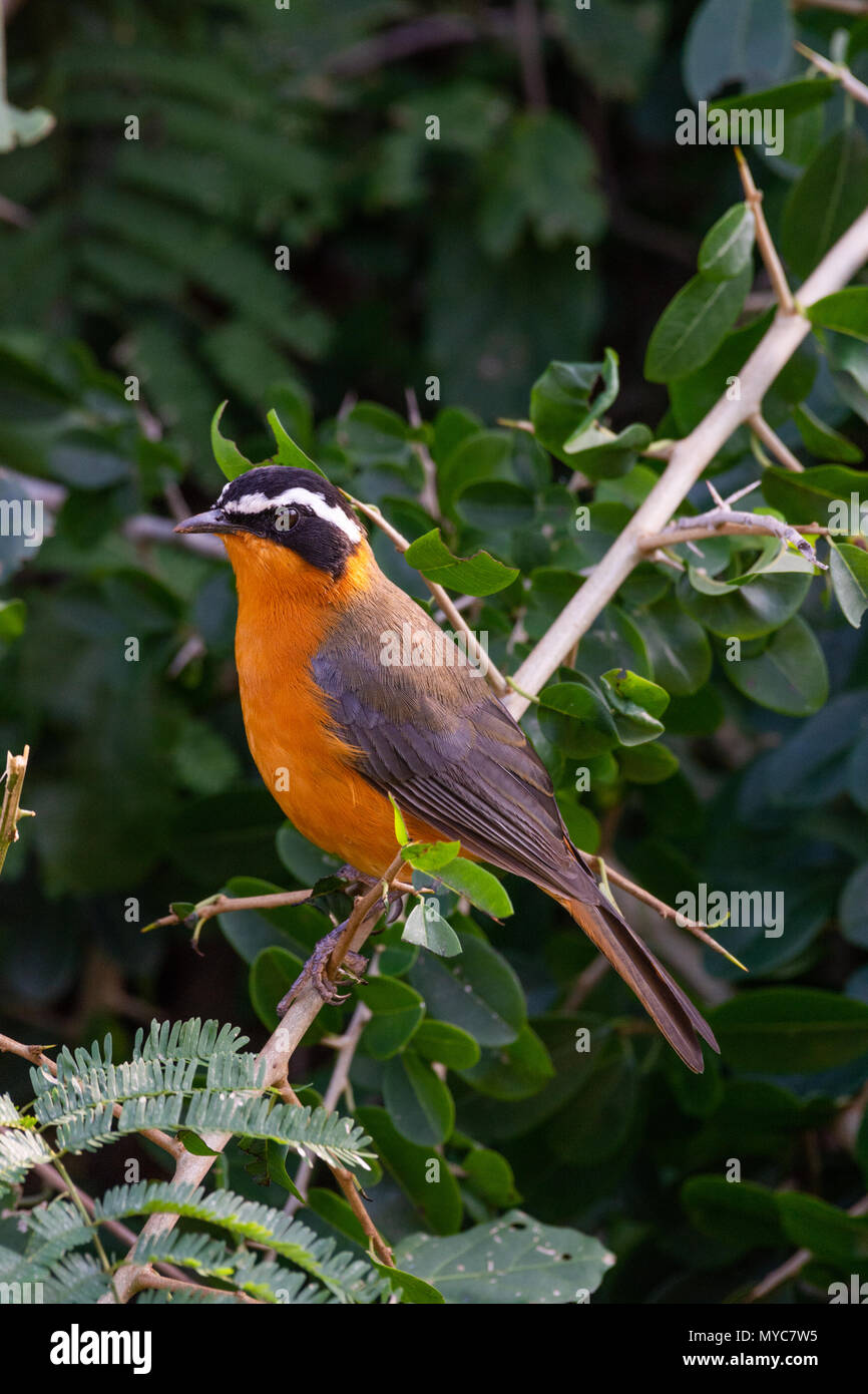 Bianco-browed Robin-chat Foto Stock