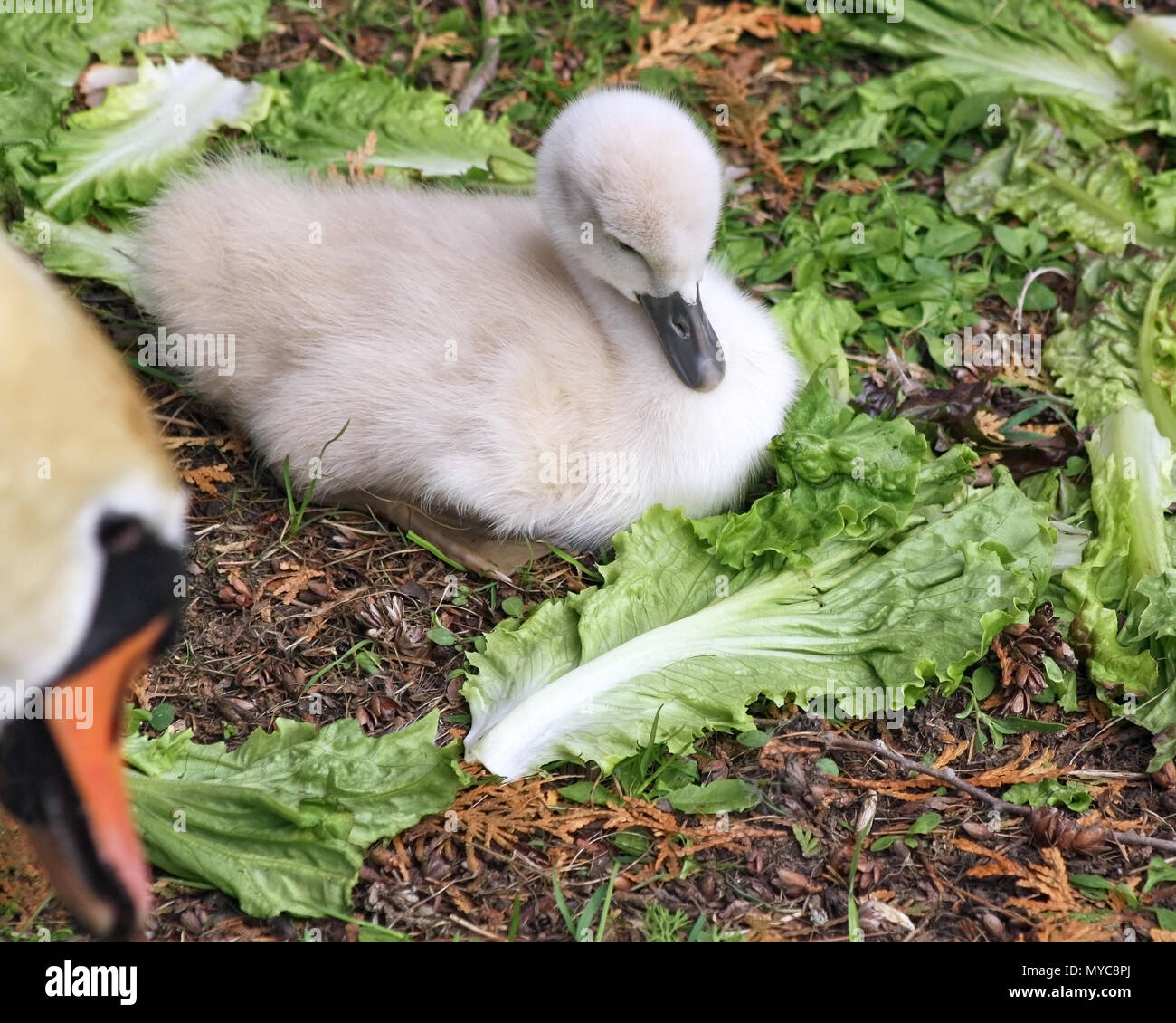 Una settimana di età baby Cigno posa su terreno circondato da foglie di lattuga per mangiare. Madre swan in primo piano a guardare Foto Stock