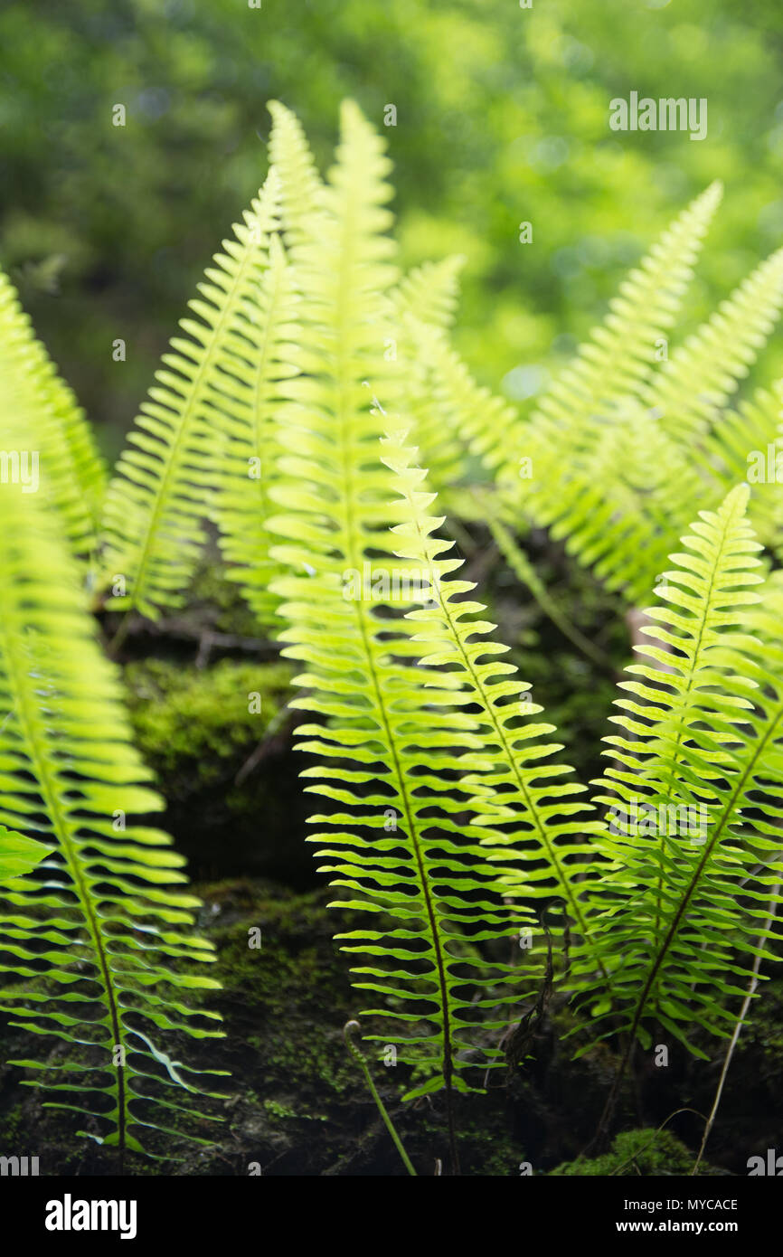 Felce Bright Foglie di piante Foto Stock